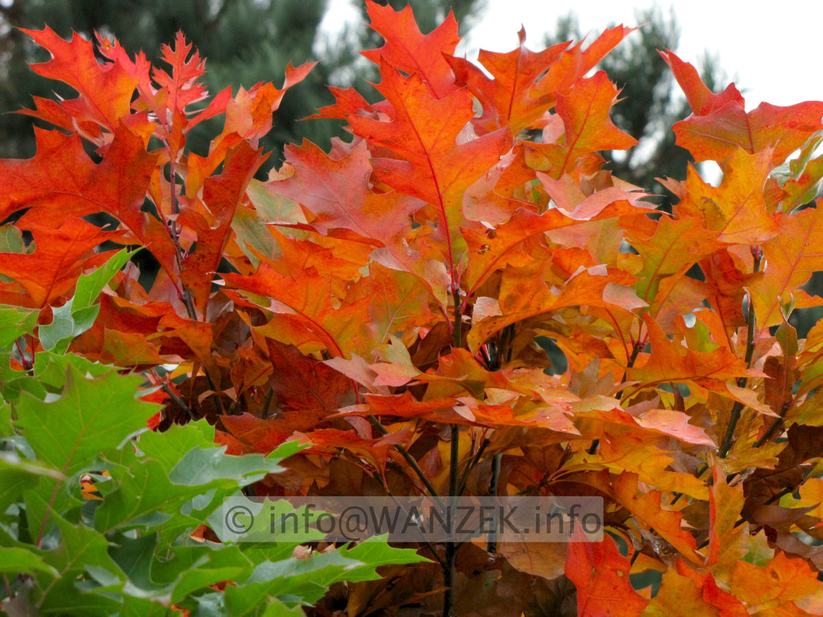 Quercus palustris Green Dwarf 03.jpg